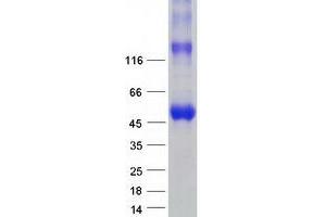Western Blotting (WB) image for phosphodiesterase 9A (PDE9A) (Transcript Variant 3) protein (Myc-DYKDDDDK Tag) (ABIN2728529)