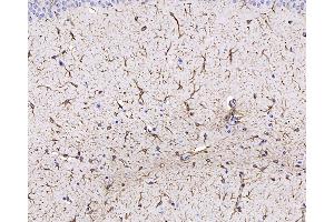 Immunohistochemistry analysis of paraffin-embedded mouse brain using GFAP Monoclonal Antibody at dilution of 1:400. (GFAP 抗体)