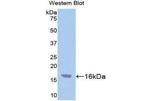 Western Blotting (WB) image for anti-Caspase 3 (CASP3) (AA 29-175) antibody (FITC) (ABIN1858244) (Caspase 3 抗体  (AA 29-175) (FITC))
