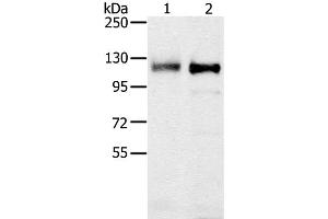 Western Blot analysis of 231 and K562 cell using PTPN12 Polyclonal Antibody at dilution of 1:200 (PTPN12 抗体)