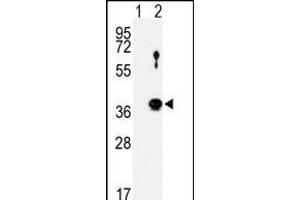Western Blotting (WB) image for anti-NIMA (Never in Mitosis Gene A)-Related Kinase 6 (NEK6) (AA 8-39), (N-Term) antibody (ABIN1882104)