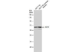 Western Blotting (WB) image for anti-Kruppel-Like Factor 4 (Gut) (KLF4) (C-Term) antibody (ABIN2855075)