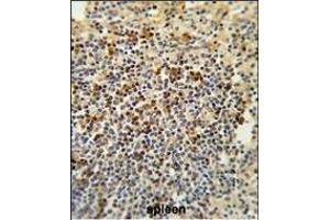 Formalin-fixed and paraffin-embedded human spleen tissue reacted with BAT4 Antibody (C-term), which was peroxidase-conjugated to the secondary antibody, followed by DAB staining.