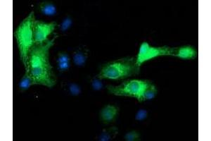 Anti-MAPRE2 mouse monoclonal antibody (ABIN2454542) immunofluorescent staining of COS7 cells transiently transfected by pCMV6-ENTRY MAPRE2 (RC200259). (MAPRE2 抗体)