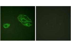 Immunofluorescence analysis of A549 cells, using HER3 (Ab-1289) Antibody. (ERBB3 抗体  (AA 1256-1305))