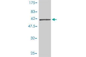 Western Blot detection against Immunogen (53.