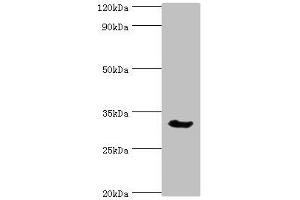 Western blot All lanes: Caspase-6 antibody at 3 μg/mL + Mouse liver tissue Secondary Goat polyclonal to rabbit IgG at 1/10000 dilution Predicted band size: 34, 23 kDa Observed band size: 34 kDa (Caspase 6 抗体  (AA 24-293))