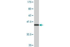 Western Blotting (WB) image for anti-NME/NM23 Nucleoside Diphosphate Kinase 6 (NME6) (AA 1-194) antibody (ABIN523584)