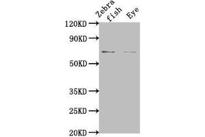 Western Blot Positive WB detected in: Zebrafish tissue, Zebrafish eye tissue All lanes: rbm47 at 1:2000 Secondary Goat polyclonal to rabbit IgG at 1/50000 dilution Predicted band size: 66 kDa Observed band size: 66 kDa (RBM47 抗体  (AA 390-524))