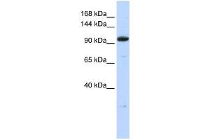 Western Blotting (WB) image for anti-Zinc Finger Protein 112 (ZFP112) antibody (ABIN2458357)