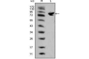 Western blot analysis using ISL1 mouse mAb against full-length ISL1 (aa1-349)-hIgGFc transfected HEK293 cell lysate(1). (ISL1 抗体)