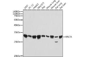 Western blot analysis of extracts of various cell lines, using RPL7A antibody (ABIN7270011) at 1:1000 dilution.