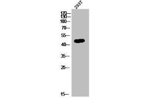 Western Blot analysis of 293T cells using GPR172B Polyclonal Antibody (GPR172B 抗体  (Internal Region))