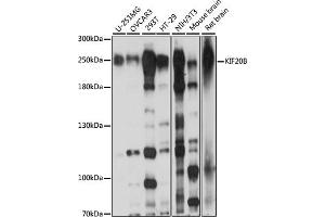 Western blot analysis of extracts of various cell lines, using KIF20B antibody (ABIN7268126) at 1:1000 dilution. (KIF20B 抗体  (AA 1200-1500))