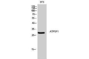 Western Blotting (WB) image for anti-ATP Synthase, H+ Transporting, Mitochondrial Fo Complex, Subunit B1 (ATP5F1) (Internal Region) antibody (ABIN3183432)