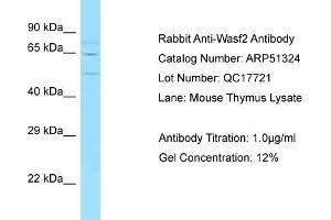 Western Blotting (WB) image for anti-WAS Protein Family, Member 2 (WASF2) (Middle Region) antibody (ABIN971997) (WASF2 抗体  (Middle Region))