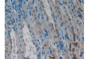 Detection of CLCF1 in Mouse Stomach Tissue using Polyclonal Antibody to Cardiotrophin Like Cytokine Factor 1 (CLCF1) (CLCF1 抗体  (AA 28-225))