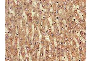 Immunohistochemistry of paraffin-embedded human liver tissue using ABIN7161610 at dilution of 1:100 (NINJ1 抗体  (AA 1-80))