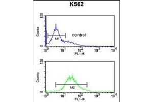 RPS15A Antibody (N-term) (ABIN650999 and ABIN2840032) flow cytometric analysis of K562 cells (bottom histogram) compared to a negative control cell (top histogram). (RPS15A 抗体  (N-Term))