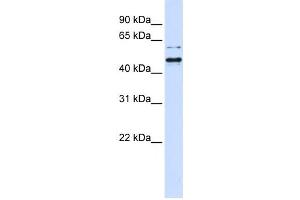 Western Blotting (WB) image for anti-Tubby Homolog (TUB) antibody (ABIN2459995) (TUB 抗体)