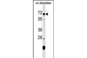 OSGIN1 Antibody (C-term) (ABIN1537394 and ABIN2849558) western blot analysis in mouse bladder tissue lysates (35 μg/lane). (OSGIN1 抗体  (C-Term))