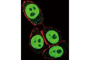 Confocal immunofluorescent analysis of SD3- Antibody (ABIN653953 and ABIN2843175) with Hela cell followed by Alexa Fluor 488-conjugated goat anti-rabbit lgG (green). (SMAD3 抗体  (AA 186-215))