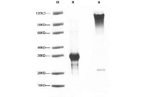 NOG Protein (AA 28-232)