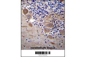 SSR2 Antibody immunohistochemistry analysis in formalin fixed and paraffin embedded human cerebellum tissue followed by peroxidase conjugation of the secondary antibody and DAB staining. (SSR2 抗体  (C-Term))