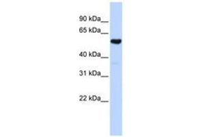 Image no. 1 for anti-Glutaminyl-tRNA Synthase (Glutamine-Hydrolyzing)-Like 1 (QRSL1) (AA 432-481) antibody (ABIN6740770)