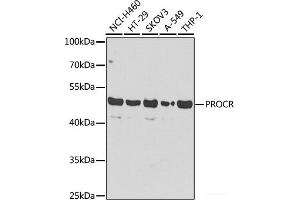 Western blot analysis of extracts of various cell lines using PROCR Polyclonal Antibody at dilution of 1:1000. (PROCR 抗体)