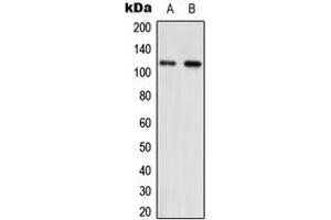 Western blot analysis of NNT expression in HEK293T (A), NIH3T3 (B) whole cell lysates. (NNT 抗体  (Center))