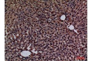 Immunohistochemistry (IHC) analysis of paraffin-embedded Rat liver, antibody was diluted at 1:100. (Glypican 3 抗体  (Internal Region))