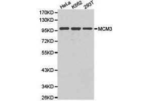 Western Blotting (WB) image for anti-Minichromosome Maintenance Complex Component 3 (MCM3) antibody (ABIN1873664) (MCM3 抗体)