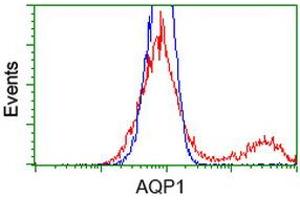 HEK293T cells transfected with either RC205304 overexpress plasmid (Red) or empty vector control plasmid (Blue) were immunostained by anti-AQP1 antibody (ABIN2454187), and then analyzed by flow cytometry. (Aquaporin 1 抗体)