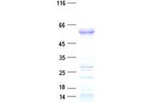 Validation with Western Blot