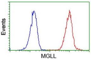 Image no. 3 for anti-Monoglyceride Lipase (MGLL) antibody (ABIN1499436)