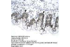 Human Stomach (IVNS1ABP 抗体  (N-Term))