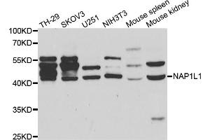 Western blot analysis of extracts of various cell lines, using NAP1L1 antibody (ABIN5971468) at 1:400 dilution. (NAP1L1 抗体)