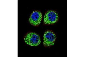 Confocal immunofluorescent analysis of ARRB1 Antibody (C-term) (ABIN655944 and ABIN2845333) with A549 cell followed by Alexa Fluor 488-conjugated goat anti-rabbit lgG (green).