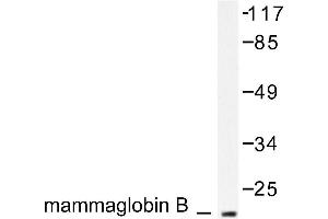 Image no. 1 for anti-Secretoglobin, Family 2A, Member 1 (SCGB2A1) antibody (ABIN265511) (SCGB2A1 抗体)