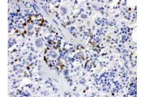 Anti- MCSF Picoband antibody, IHC(P) IHC(P): Mouse Spleen Tissue (M-CSF/CSF1 抗体  (AA 33-262))