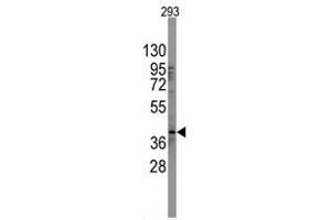 Image no. 1 for anti-SRY (Sex Determining Region Y)-Box 2 (SOX2) (N-Term) antibody (ABIN357437) (SOX2 抗体  (N-Term))