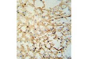 Immunohistochemistry analysis in formalin fixed and paraffin embedded mouse kidney tissue reacted with LYPD1 Antibody (C-term) followed which was peroxidase conjugated to the secondary antibody and followed by DAB staining. (LYPD1 抗体  (C-Term))