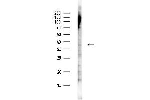 anti-Solute Carrier Family 25, Member 43 (SLC25A43) antibody