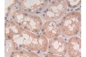 DAB staining on IHC-P; Samples: Human Kidney Tissue (LTA 抗体  (AA 36-205))