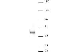 MAZ antibody (mAb) tested by Western Blot. (MAZ 抗体)