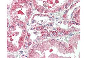 Anti-KIF6 antibody IHC staining of human kidney. (KIF6 抗体  (AA 177-190))