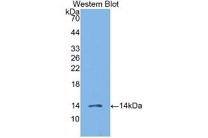 Western Blotting (WB) image for anti-Chemokine (C-C Motif) Ligand 19 (CCL19) (AA 22-98) antibody (ABIN3209350) (CCL19 抗体  (AA 22-98))