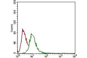 Flow cytometric analysis of Hela cells using GSC mouse mAb (green) and negative control (red). (GSC 抗体  (AA 191-257))