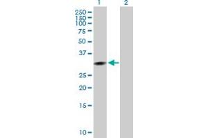 Western Blot analysis of CCNG1 expression in transfected 293T cell line by CCNG1 MaxPab polyclonal antibody. (Cyclin G1 抗体  (AA 1-295))